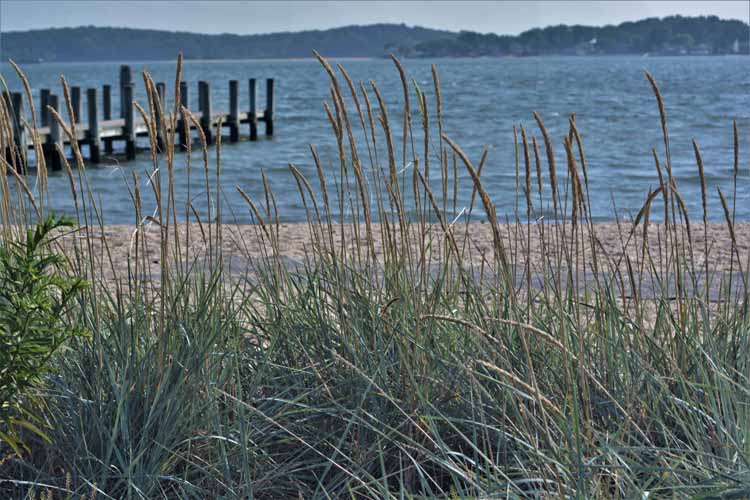 beach dunes